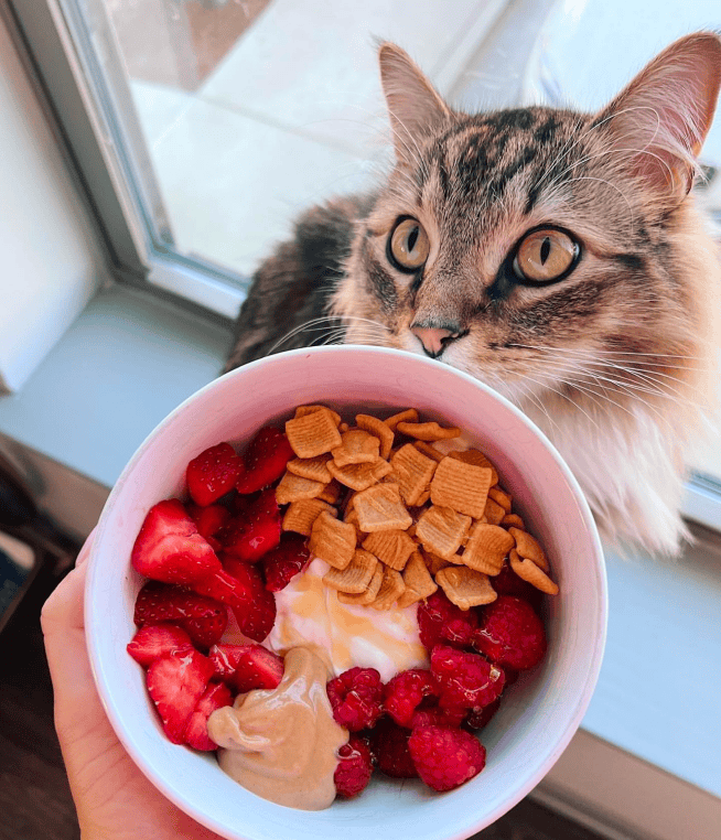 Yogurt bowl